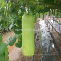 BTG01 Xiancun mid-maturity high yield bottle gourd seeds